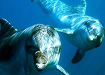 Δελφίνια και φάλαινες στον κόλπο της Καβάλας